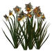 Цветы в PNG